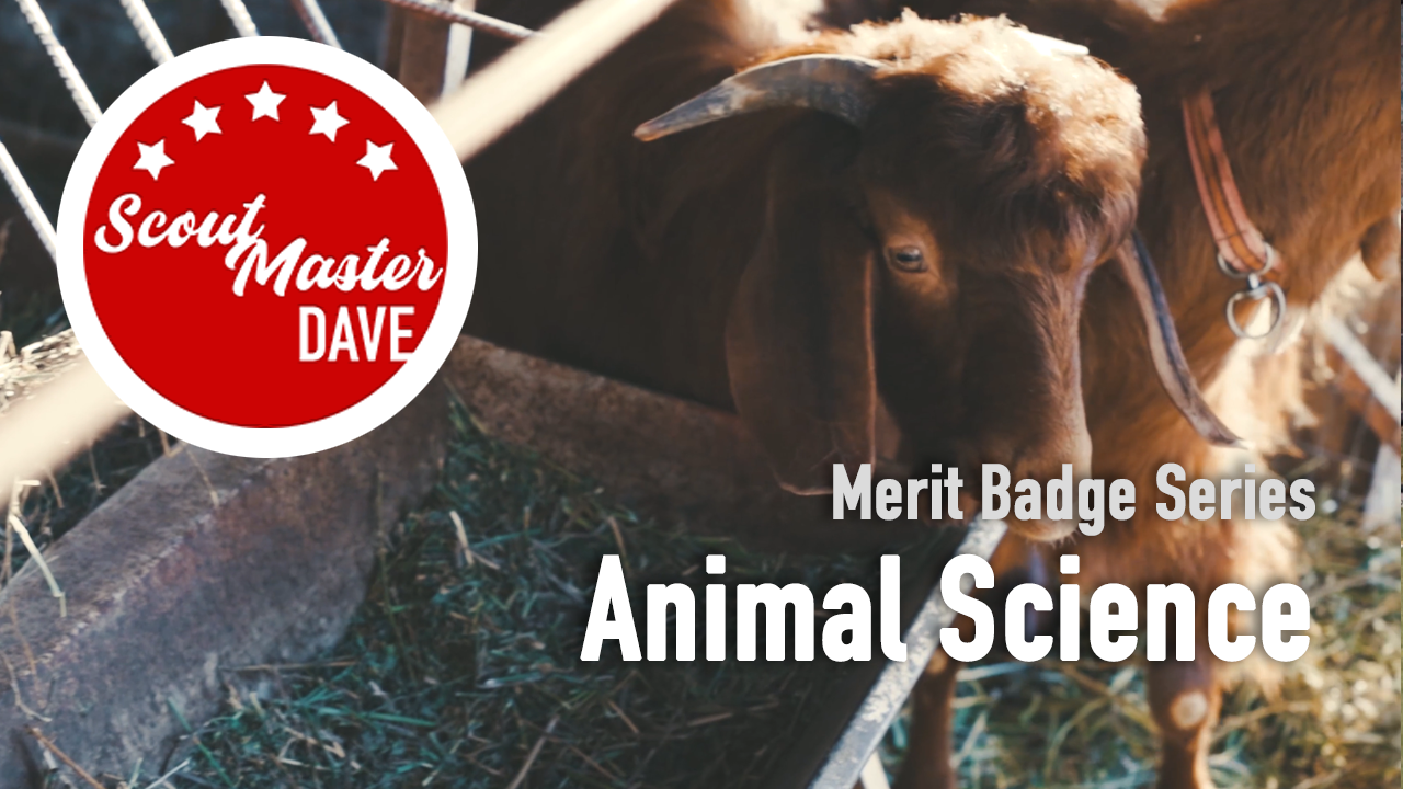 Animal Science Merit Badge Overview
