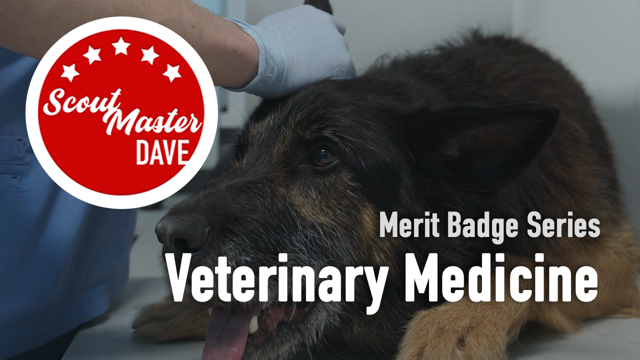 Veterinary Medicine Merit Badge Overview