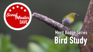 Bird Study Merit Badge Overview