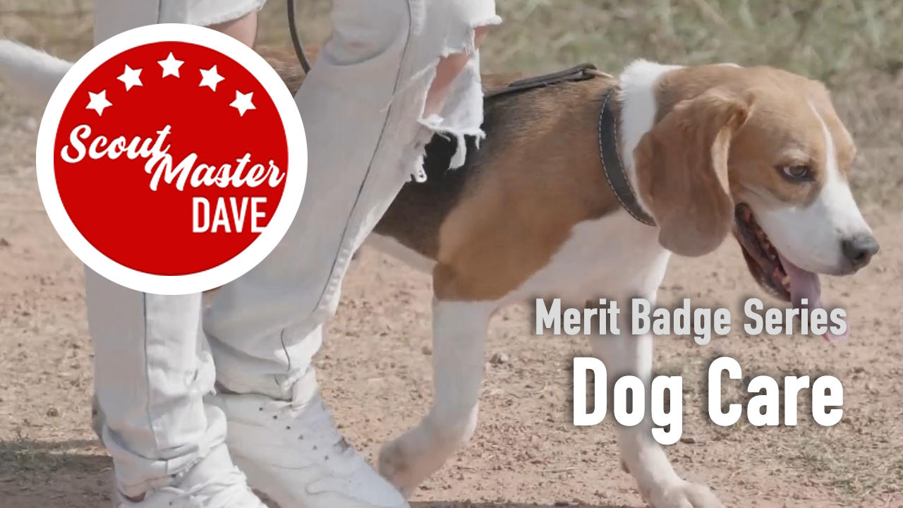 Dog Care Merit Badge Overview