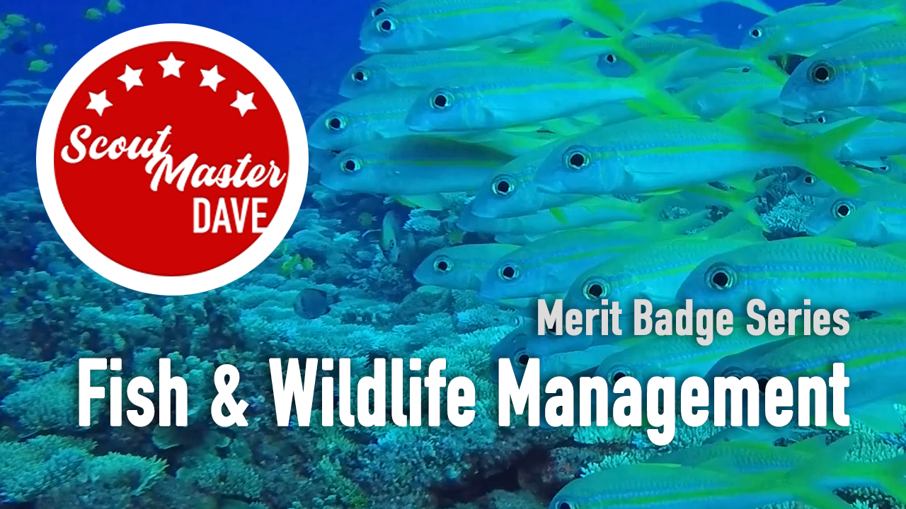 Fish & Wildlife Management Merit Badge Overview