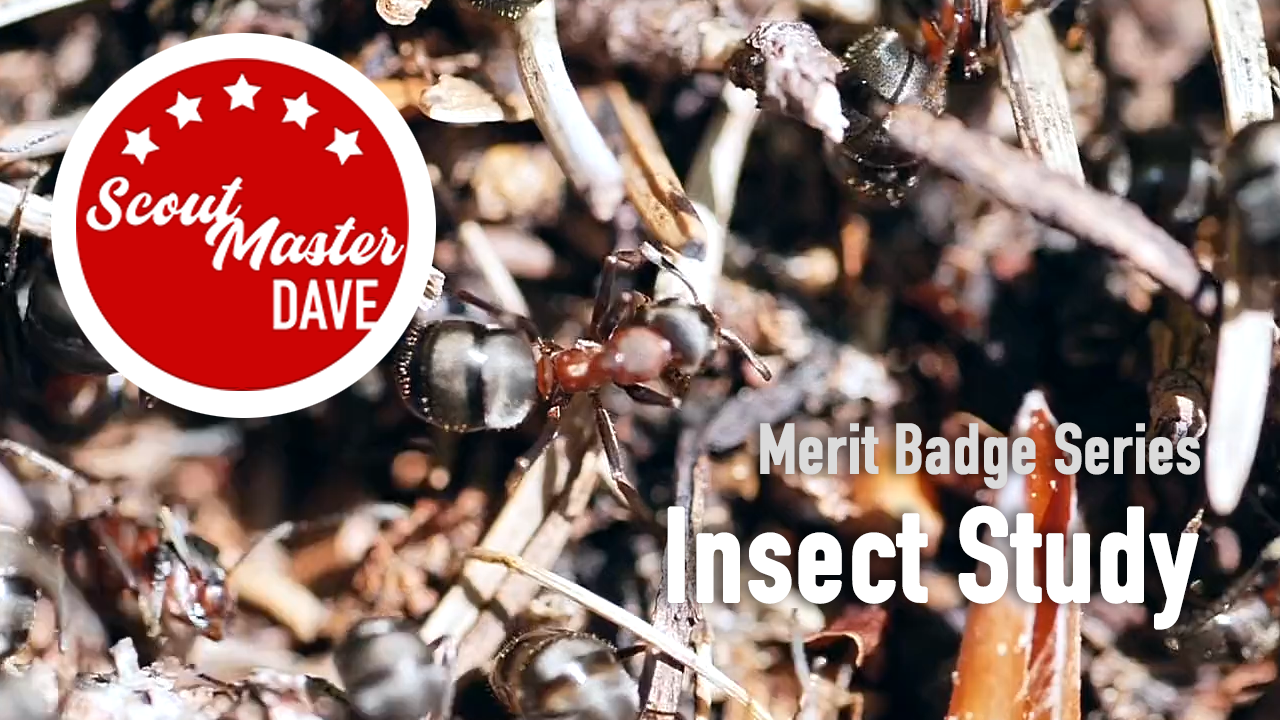 Insect Study Merit Badge Overview