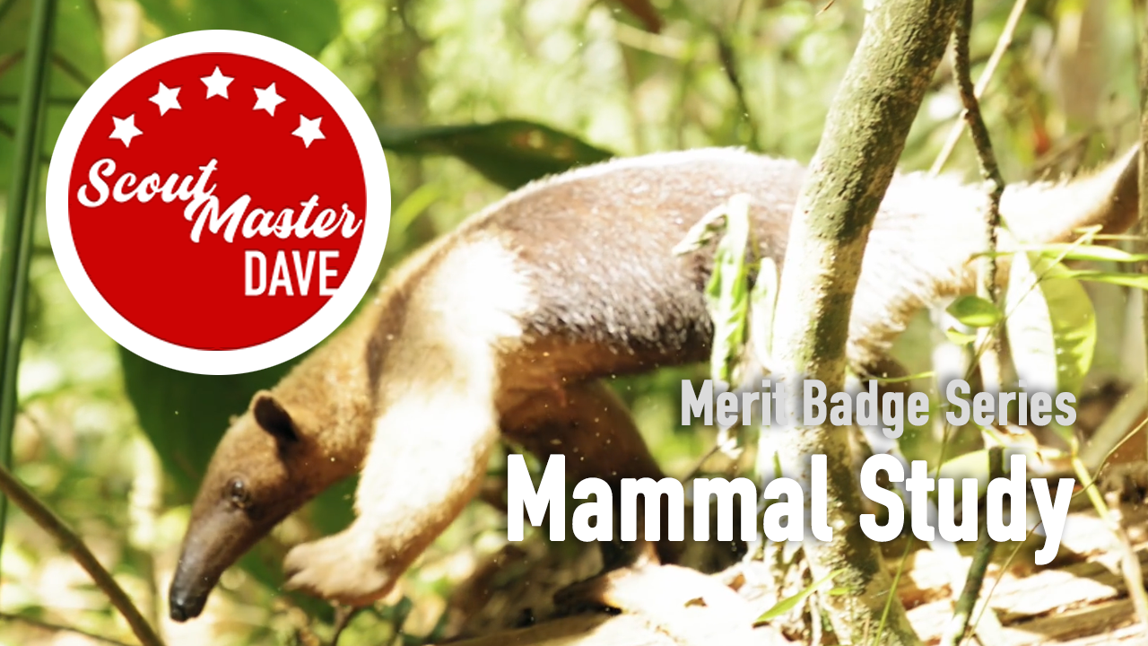 Mammal Study Merit Badge Overview