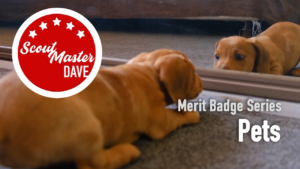 Pets Merit Badge Overview